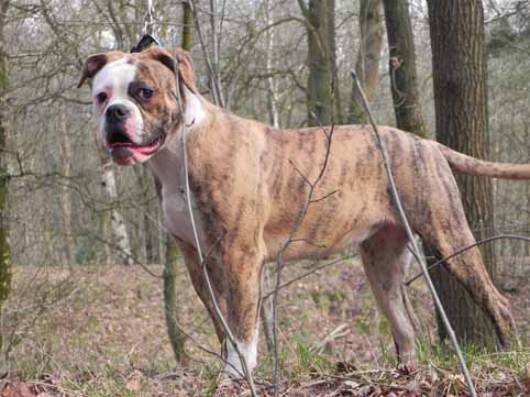 american bulldog